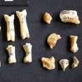 Carpe et phalanges (129728 visites) Acinonyx jubatus - Femelle - AdulteÉléments droits - Collection : Kabete laboratoire (Id:OM4193) -... Carpe et phalanges