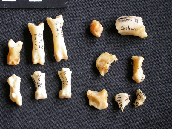 Carpe et phalanges (129836 visites) Acinonyx jubatus - Femelle - AdulteÉléments droits - Collection : Kabete laboratoire (Id:OM4193) -... Carpe et phalanges