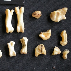 Carpe et phalanges (138253 visites) Acinonyx jubatus - Femelle - AdulteÉléments droits - Collection : Kabete laboratoire (Id:OM4193) -... Carpe et phalanges