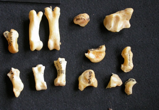 Carpe et phalanges (138244 visites) Acinonyx jubatus - Femelle - AdulteÉléments droits - Collection : Kabete laboratoire (Id:OM4193) -... Carpe et phalanges