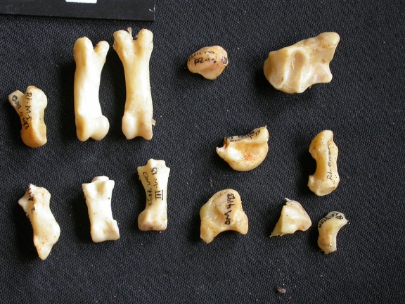 Carpe et phalanges (138420 visites) Acinonyx jubatus - Femelle - AdulteÉléments droits - Collection : Kabete laboratoire (Id:OM4193) -... Carpe et phalanges