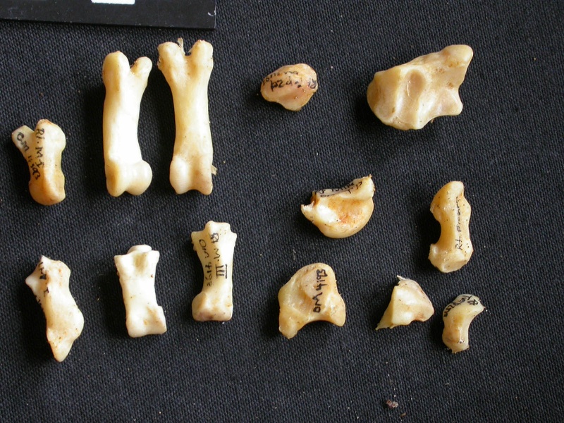 Carpus and phalanges