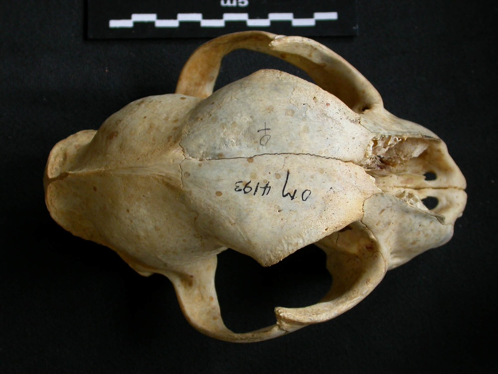 Crâne : vue frontale (12551 visites) Acinonyx jubatus - Femelle - AdulteCollection : Kabete laboratoire (Id:OM4193) - Pays : Kenya
Crâne : vue frontale