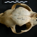 Crâne : vue frontale (12568 visites) Acinonyx jubatus - Femelle - AdulteCollection : Kabete laboratoire (Id:OM4193) - Pays : Kenya
Crâne : vue frontale