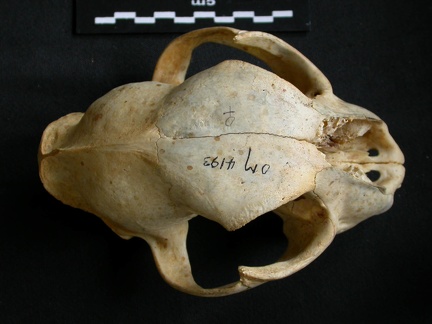 Crâne : vue frontale (12548 visites) Acinonyx jubatus - Femelle - AdulteCollection : Kabete laboratoire (Id:OM4193) - Pays : Kenya
Crâne : vue frontale
