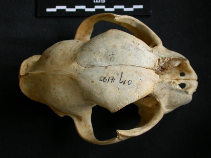 Skull: frontal sight