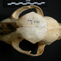 Crâne : vue frontale (11876 visites) Acinonyx jubatus - Femelle - AdulteCollection : Kabete laboratoire (Id:OM4193) - Pays : Kenya
Crâne : vue frontale