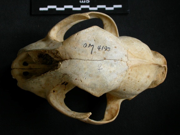 Crâne : vue frontale (11857 visites) Acinonyx jubatus - Femelle - AdulteCollection : Kabete laboratoire (Id:OM4193) - Pays : Kenya
Crâne : vue frontale