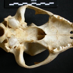 Crâne : vue ventrale (10901 visites) Acinonyx jubatus - Femelle - AdulteCollection : Kabete laboratoire (Id:OM4193) - Pays : Kenya
Crâne : vue ventrale
