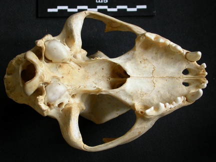 Crâne : vue ventrale (10900 visites) Acinonyx jubatus - Femelle - AdulteCollection : Kabete laboratoire (Id:OM4193) - Pays : Kenya
Crâne : vue ventrale