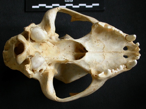 Crâne : vue ventrale (10900 visites) Acinonyx jubatus - Femelle - AdulteCollection : Kabete laboratoire (Id:OM4193) - Pays : Kenya
Crâne : vue ventrale