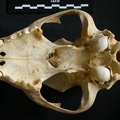 Crâne : vue ventrale (10439 visites) Acinonyx jubatus - Femelle - AdulteCollection : Kabete laboratoire (Id:OM4193) - Pays : Kenya
Crâne : vue ventrale