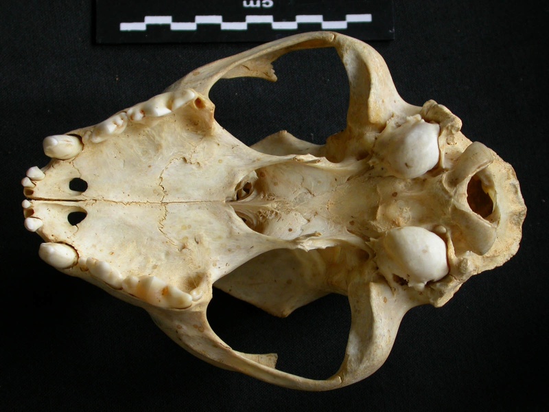 Crâne : vue ventrale (10423 visites) Acinonyx jubatus - Femelle - AdulteCollection : Kabete laboratoire (Id:OM4193) - Pays : Kenya
Crâne : vue ventrale