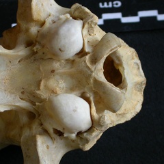 Crâne : vue ventrale (9339 visites) Acinonyx jubatus - Femelle - AdulteCollection : Kabete laboratoire (Id:OM4193) - Pays : Kenya
Crâne : vue ventrale