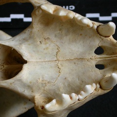 Crâne : vue ventrale (9244 visites) Acinonyx jubatus - Femelle - AdulteCollection : Kabete laboratoire (Id:OM4193) - Pays : Kenya
Crâne : vue ventrale
