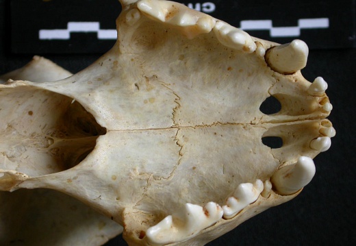 Skull: ventral sight