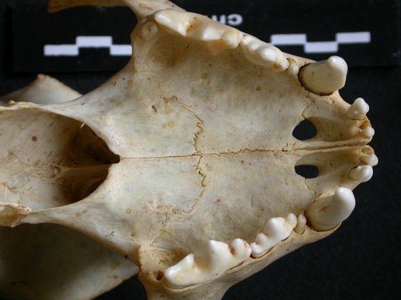 Crâne : vue ventrale (9237 visites) Acinonyx jubatus - Femelle - AdulteCollection : Kabete laboratoire (Id:OM4193) - Pays : Kenya
Crâne : vue ventrale