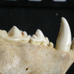 Dentition supérieure (9120 visites) Acinonyx jubatus - Femelle - AdulteCollection : Kabete laboratoire (Id:OM4193) - Pays : Kenya
Dentition supérieure