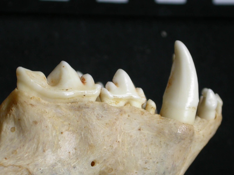 Dentition supérieure (9112 visites) Acinonyx jubatus - Femelle - AdulteCollection : Kabete laboratoire (Id:OM4193) - Pays : Kenya
Dentition supérieure
