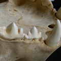 Dentition supérieure (8386 visites) Acinonyx jubatus - Femelle - AdulteCollection : Kabete laboratoire (Id:OM4193) - Pays : Kenya
Dentition supérieure