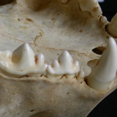 Dentition supérieure (8371 visites) Acinonyx jubatus - Femelle - AdulteCollection : Kabete laboratoire (Id:OM4193) - Pays : Kenya
Dentition supérieure