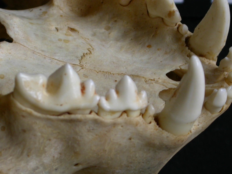 Dentition supérieure (8371 visites) Acinonyx jubatus - Femelle - AdulteCollection : Kabete laboratoire (Id:OM4193) - Pays : Kenya
Dentition supérieure