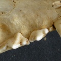 Dentition supérieure (8837 visites) Acinonyx jubatus - Femelle - AdulteCollection : Kabete laboratoire (Id:OM4193) - Pays : Kenya
Dentition supérieure