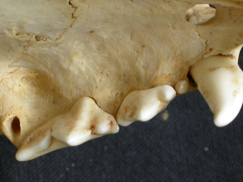 Dentition supérieure (8833 visites) Acinonyx jubatus - Femelle - AdulteCollection : Kabete laboratoire (Id:OM4193) - Pays : Kenya
Dentition supérieure