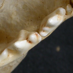Dentition supérieure (8032 visites) Acinonyx jubatus - Femelle - AdulteCollection : Kabete laboratoire (Id:OM4193) - Pays : Kenya
Dentition supérieure