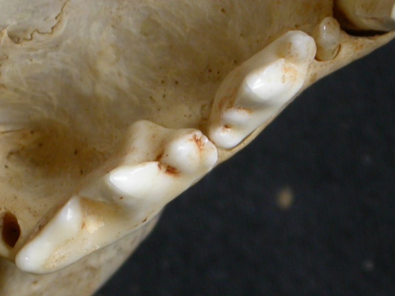 Dentition supérieure (8050 visites) Acinonyx jubatus - Femelle - AdulteCollection : Kabete laboratoire (Id:OM4193) - Pays : Kenya
Dentition supérieure