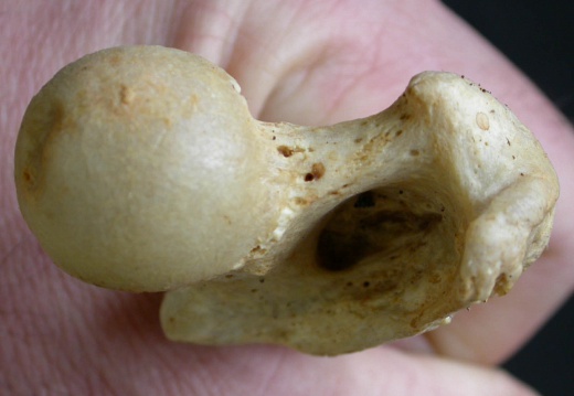 Femur: proximale part