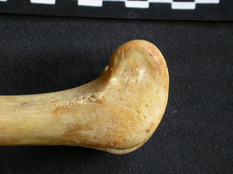 Femur: distal part (8051 visits) Acinonyx jubatus - Female - Adult - Right elementCollection: Kabete laboratory (Id:OM4193) - Country... Femur: distal part