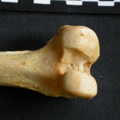 Fémur : partie distale (8124 visites) Acinonyx jubatus - Femelle - Adulte - Élément droitCollection : Kabete laboratoire (Id:OM4193) - P... Fémur : partie distale
