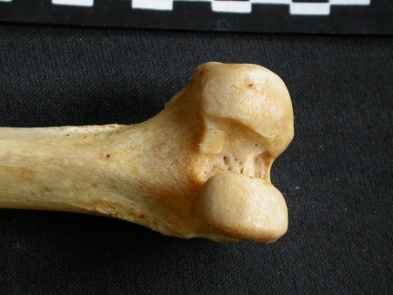 Fémur : partie distale (8119 visites) Acinonyx jubatus - Femelle - Adulte - Élément droitCollection : Kabete laboratoire (Id:OM4193) - P... Fémur : partie distale