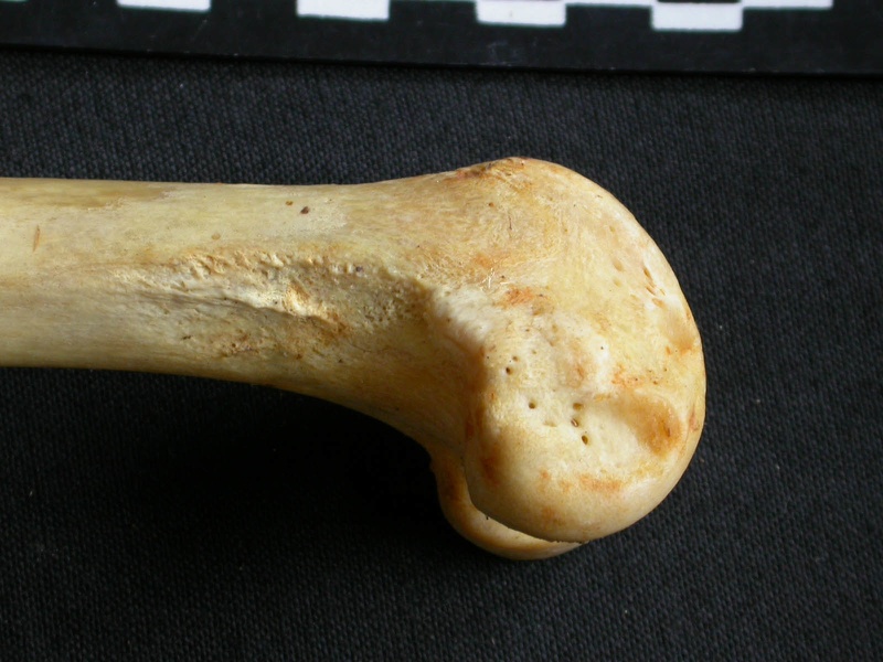 Femur: distal part (8123 visits) Acinonyx jubatus - Female - Adult - Right elementCollection: Kabete laboratory (Id:OM4193) - Country... Femur: distal part