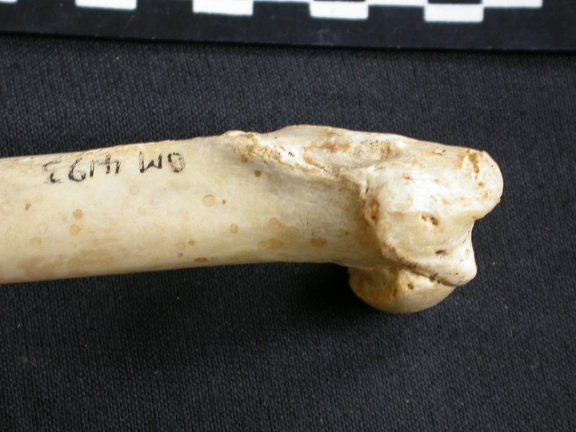Femur: proximale part (2860 visits) Acinonyx jubatus - Female - Adult - Right elementCollection: Kabete laboratory (Id:OM4193) - Country... Femur: proximale part