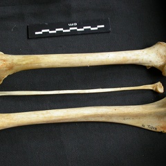 Fémur, tibia et fibula (12154 visites) Acinonyx jubatus - Femelle - Adulte - Éléments droitsCollection : Kabete laboratoire (Id:OM4193) -... Fémur, tibia et fibula