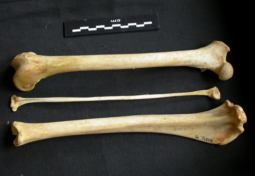 Fémur, tibia et fibula (12067 visites) Acinonyx jubatus - Femelle - Adulte - Éléments droitsCollection : Kabete laboratoire (Id:OM4193) -... Fémur, tibia et fibula