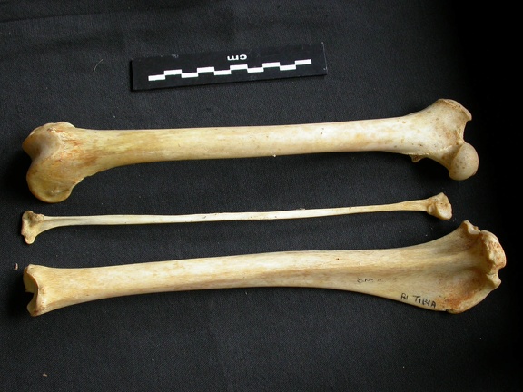 Fémur, tibia et fibula (12165 visites) Acinonyx jubatus - Femelle - Adulte - Éléments droitsCollection : Kabete laboratoire (Id:OM4193) -... Fémur, tibia et fibula