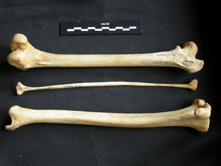 Fémur, tibia et fibula (11500 visites) Acinonyx jubatus - Femelle - Adulte - Éléments droitsCollection : Kabete laboratoire (Id:OM4193) -... Fémur, tibia et fibula