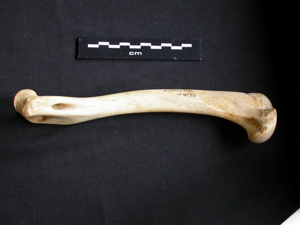 Humérus (7554 visites) Acinonyx jubatus - Femelle - Adulte - Élément droitCollection : Kabete laboratoire (Id:OM4193) - P... Humérus