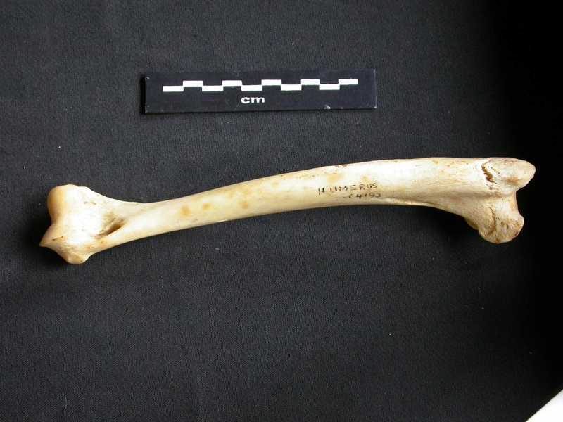 Humérus (7726 visites) Acinonyx jubatus - Femelle - Adulte - Élément droitCollection : Kabete laboratoire (Id:OM4193) - P... Humérus