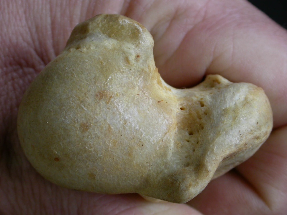 Humerus: proximal end (8397 visits) Acinonyx jubatus - Female - Adult - Right elementCollection: Kabete laboratory (Id:OM4193) - Country... Humerus: proximal end