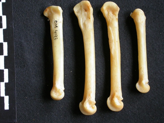 Metacarpals (4238 visits) Acinonyx jubatus - Female - Adult - Right elementsCollection: Kabete laboratory (Id:OM4193) - Countr... Metacarpals