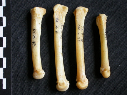 Métacarpiens