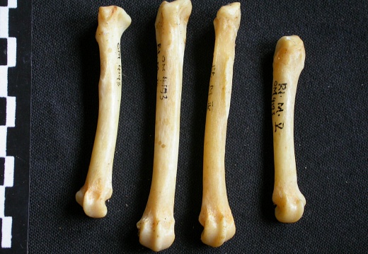 Metacarpals