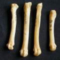 Métacarpiens