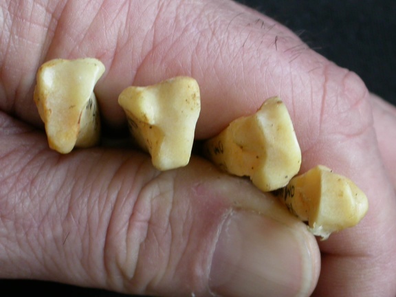 Metacarpals: proximale part (10028 visits) Acinonyx jubatus - Female - Adult - Right elementsCollection: Kabete laboratory (Id:OM4193) - Countr... Metacarpals: proximale part