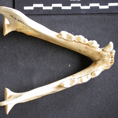 Mandibules (7419 visites) Acinonyx jubatus - Femelle - AdulteCollection : Kabete laboratoire (Id:OM4193) - Pays : Kenya
Mandibules