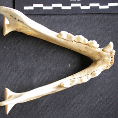 Mandibules